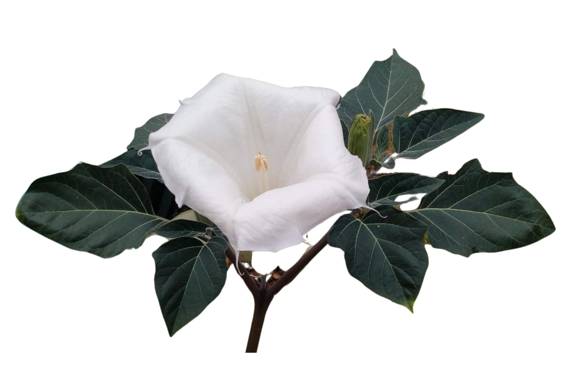 Datura